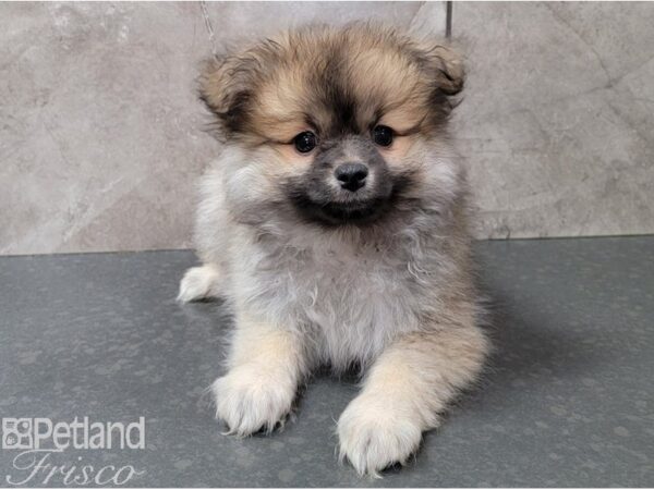 Pomeranian-DOG-Male-Cream and Sable-28440-Petland Frisco, Texas