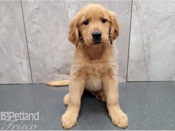 Golden Retriever-DOG-Female-Gold-28443-Petland Frisco & Mckinney, Texas