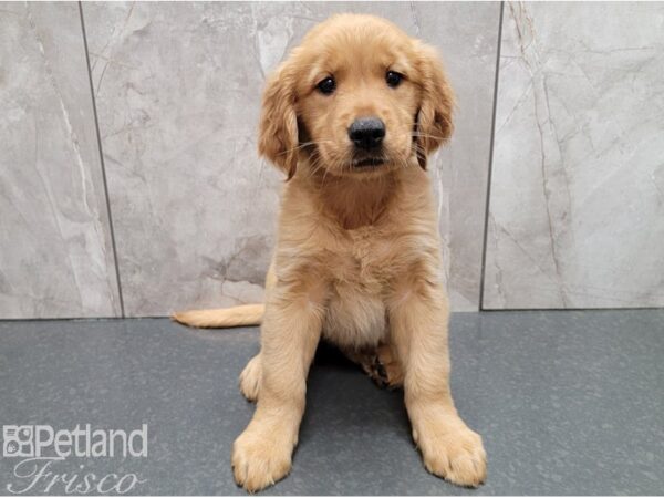 Golden Retriever-DOG-Female-Gold-28443-Petland Frisco, Texas