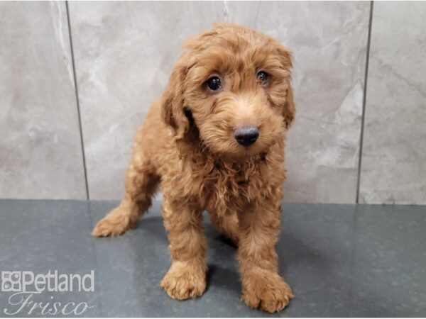 Goldendoodle Mini F1b DOG Male Red 28444 Petland Frisco, Texas