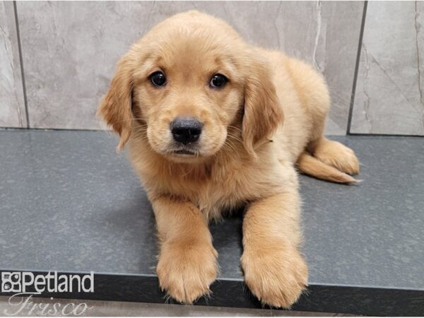 Golden Retriever-DOG-Female-Gold-28445-Petland Frisco, Texas