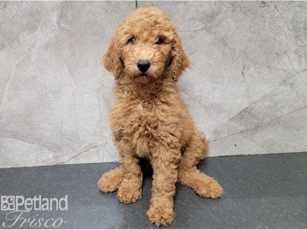 Standard Goldendoodle-DOG-Female-Red-28446-Petland Frisco, Texas