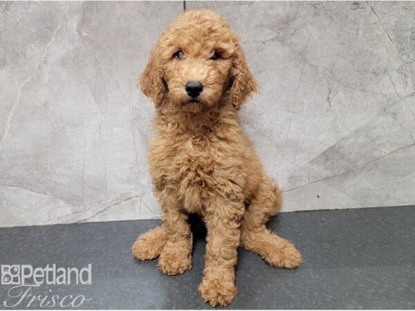 Standard Goldendoodle DOG Female Red 28446 Petland Frisco, Texas