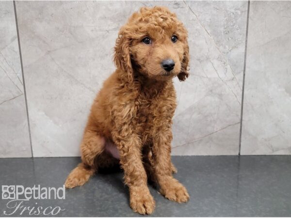 Goldendoodle Mini F1b-DOG-Male-Red-28447-Petland Frisco & Mckinney, Texas