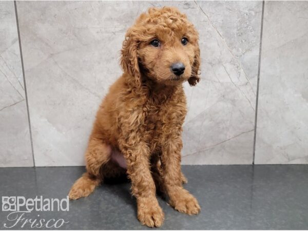 Goldendoodle Mini F1b-DOG-Male-Red-28447-Petland Frisco, Texas