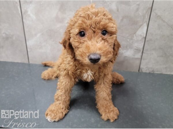 Goldendoodle Mini F1b DOG Male Red 28448 Petland Frisco, Texas