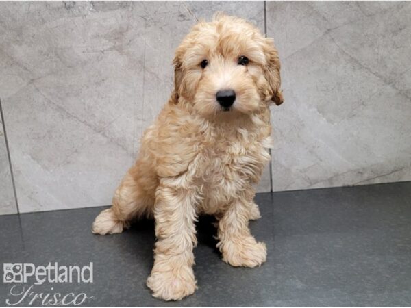 Goldendoodle Mini F1b-DOG-Male-Red-28449-Petland Frisco & Mckinney, Texas