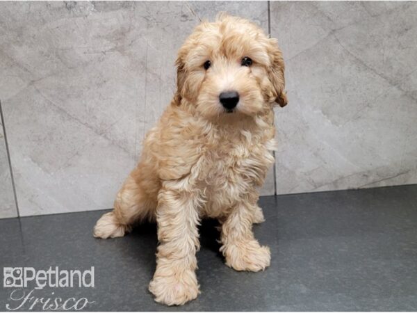 Goldendoodle Mini F1b-DOG-Male-Red-28449-Petland Frisco, Texas