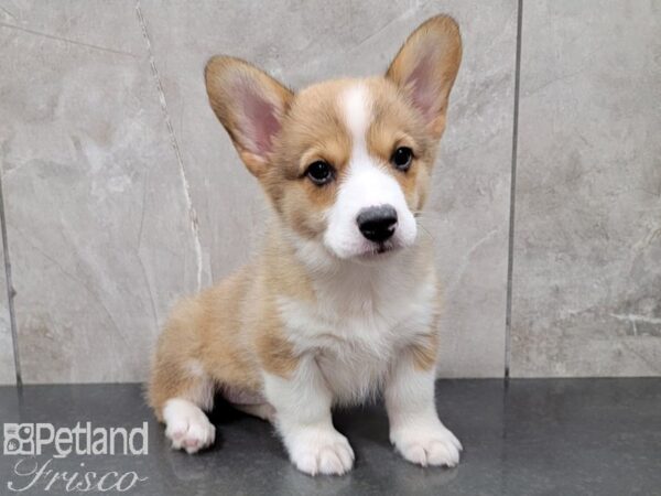 Pembroke Welsh Corgi-DOG-Female-RED WH-28450-Petland Frisco & Mckinney, Texas
