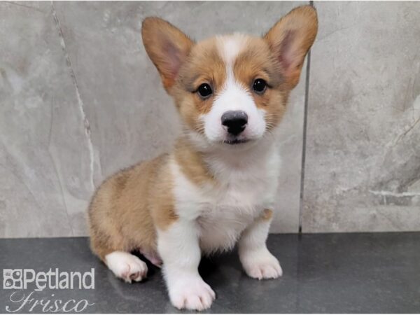 Pembroke Welsh Corgi-DOG-Male-RED WH-28451-Petland Frisco & Mckinney, Texas