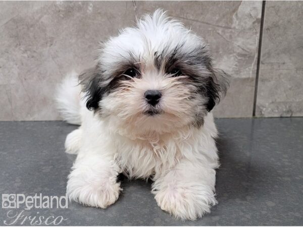 Maltzu-DOG-Male-SABLE WH-28452-Petland Frisco & Mckinney, Texas