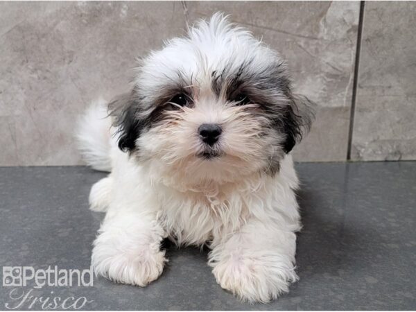 Maltzu-DOG-Male-SABLE WH-28452-Petland Frisco, Texas