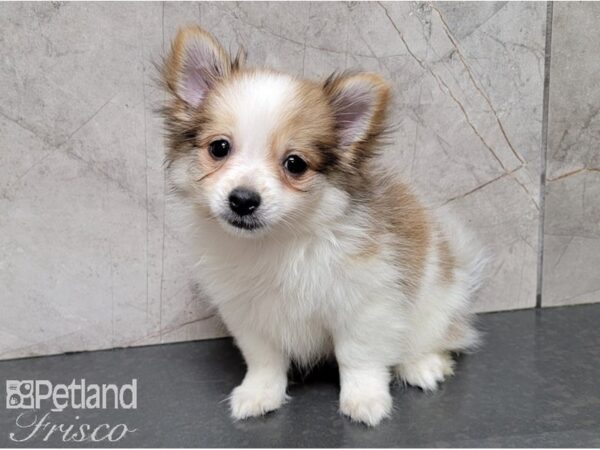 Pomeranian-DOG-Male-RED SABLE-28453-Petland Frisco, Texas