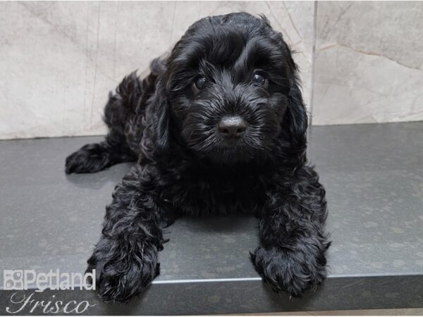 Petite Goldendoodle DOG Male BLK 28454 Petland Frisco, Texas