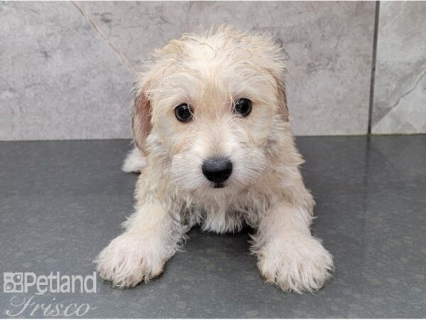 Yorkie Chon DOG Female BEIGE 28455 Petland Frisco, Texas