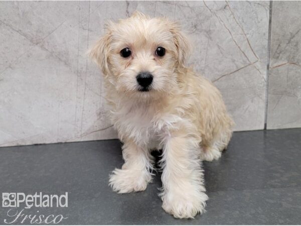 Yorkie Chon DOG Male BEIGE 28456 Petland Frisco, Texas