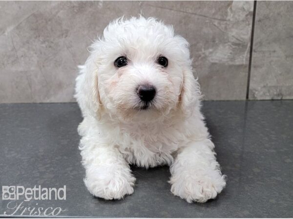 Bichon Frise DOG Male WHITE 28458 Petland Frisco, Texas