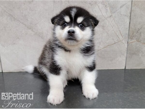 Pomsky DOG Male BLK WH 28459 Petland Frisco, Texas