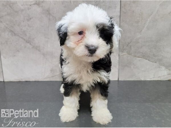 Aussidoodle DOG Female BLK WH 28460 Petland Frisco, Texas