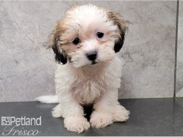 Teddy Bear-DOG-Male-BRINDLE WH-28461-Petland Frisco, Texas