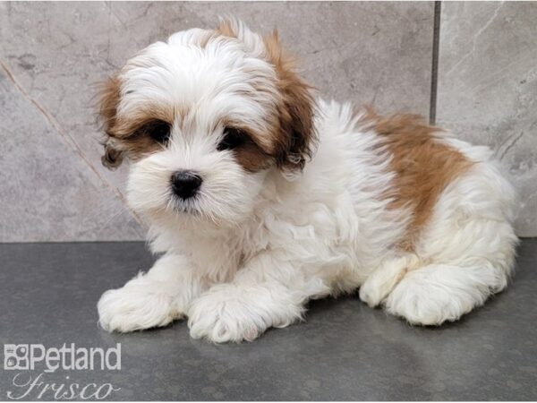 Lhasa Apso-DOG-Female-BRN WH-28462-Petland Frisco & Mckinney, Texas
