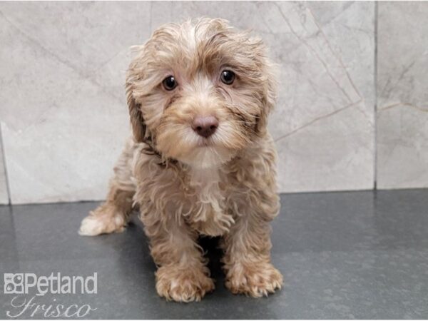 Yorkie Poo DOG Female CHOC 28463 Petland Frisco, Texas