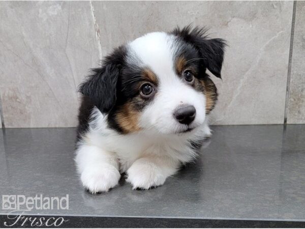 Minature Australian Shepherd-DOG-Female-Tri-28399-Petland Frisco & Mckinney, Texas