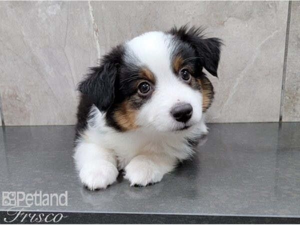 Minature Australian Shepherd DOG Female Tri 28399 Petland Frisco, Texas