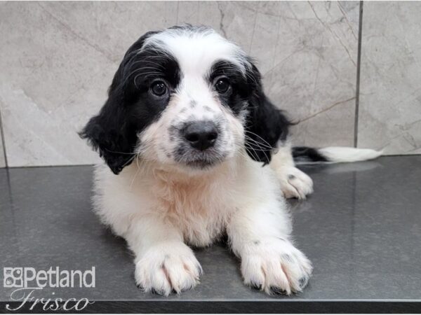 Mini Saint Berdoodle DOG Female Black and White 28496 Petland Frisco, Texas