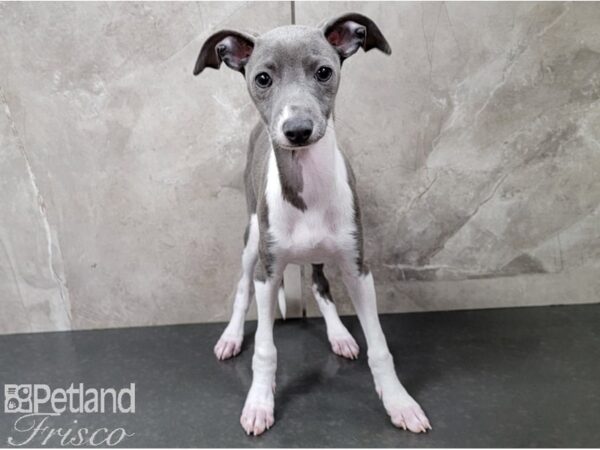 Italian Greyhound DOG Female Blue and White 28495 Petland Frisco, Texas