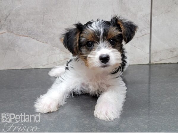 Yorkshire Terrier-DOG-Male-Black and Tan Parti-28494-Petland Frisco & Mckinney, Texas