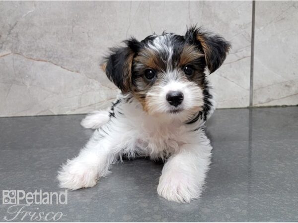 Yorkshire Terrier-DOG-Male-Black and Tan Parti-28494-Petland Frisco, Texas