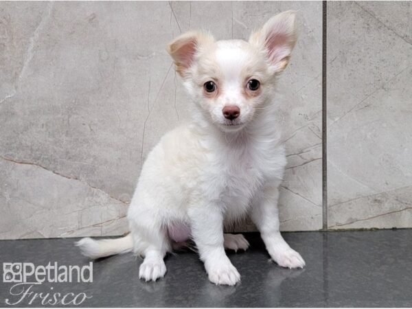 Chihuahua-DOG-Female-Cream and White-28493-Petland Frisco, Texas