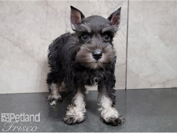 Miniature Schnauzer-DOG-Female-Black and Silver-28492-Petland Frisco, Texas