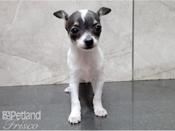 Chihuahua-DOG-Female-Black, Tan, and White-28490-Petland Frisco, Texas