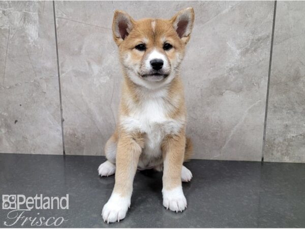 Shiba Inu-DOG-Female-Red-28489-Petland Frisco & Mckinney, Texas