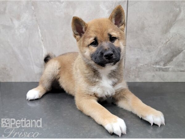 Shiba Inu-DOG-Male-Red Sesame-28488-Petland Frisco & Mckinney, Texas