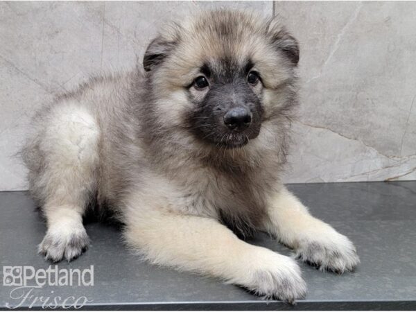 Keeshond DOG Male Silver Sable 28486 Petland Frisco, Texas