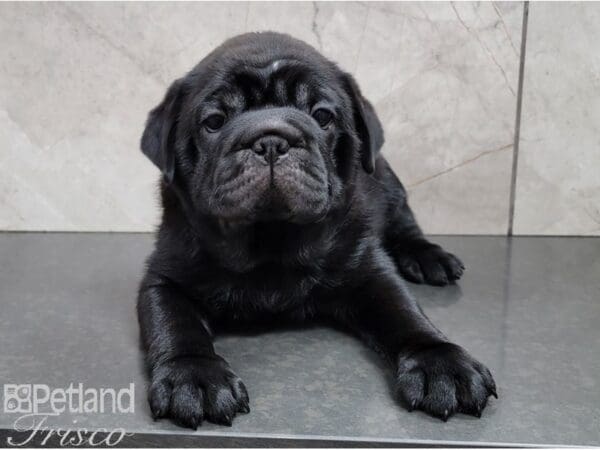 Ori Pei-DOG-Female-Black and White-28485-Petland Frisco, Texas
