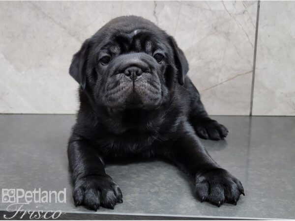 Ori Pei-DOG-Female-Black and White-28485-Petland Frisco & Mckinney, Texas