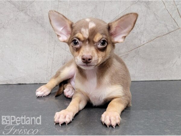 Chihuahua-DOG-Male-Chocolate and Tan-28484-Petland Frisco & Mckinney, Texas