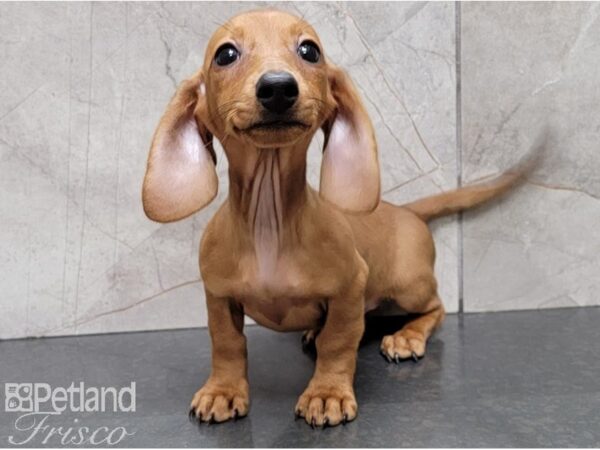 Miniature Dachshund-DOG-Female-Red-28483-Petland Frisco & Mckinney, Texas