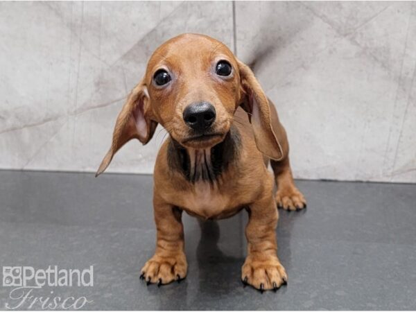 Miniature Dachshund-DOG-Female-Red-28482-Petland Frisco & Mckinney, Texas