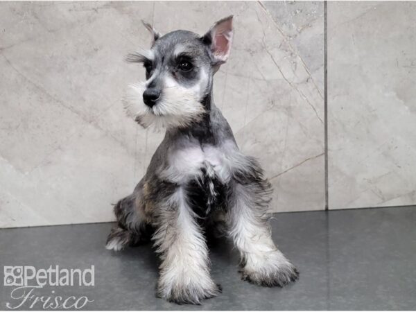 Miniature Schnauzer-DOG-Female-Salt and Pepper-28481-Petland Frisco & Mckinney, Texas