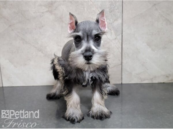 Miniature Schnauzer-DOG-Female-Salt and Pepper-28480-Petland Frisco & Mckinney, Texas