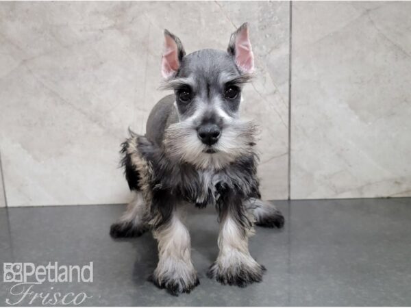 Miniature Schnauzer-DOG-Female-Salt and Pepper-28480-Petland Frisco, Texas