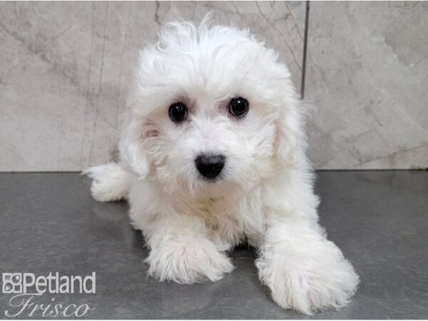 Bichon Frise DOG Female White 28479 Petland Frisco, Texas