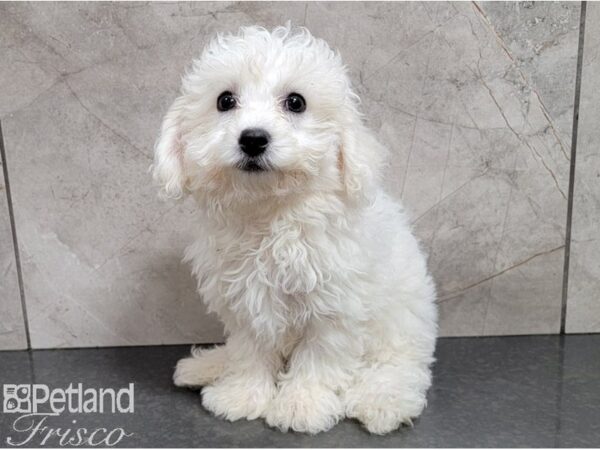 Bichon Frise-DOG-Female-White-28478-Petland Frisco & Mckinney, Texas