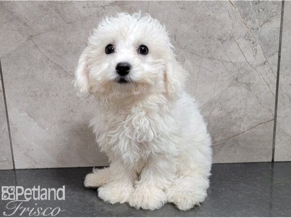 Bichon Frise DOG Female White 28478 Petland Frisco, Texas