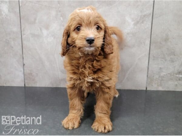 Miniature Goldendoodle 2nd Gen-DOG-Female-Gold and White-28477-Petland Frisco, Texas